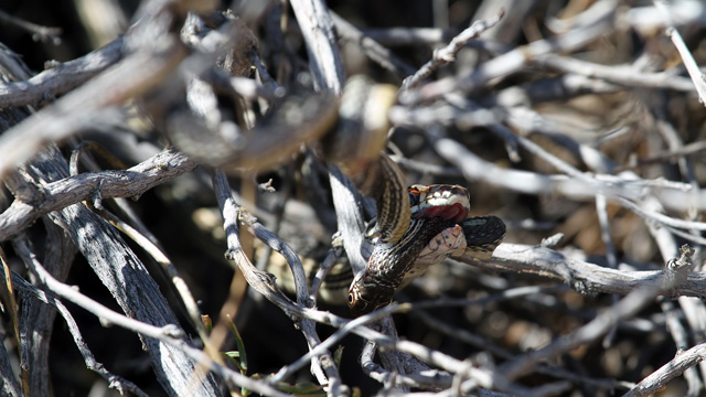 Snake eating snake, Utah